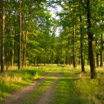 forest-trees