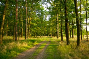 forest-trees